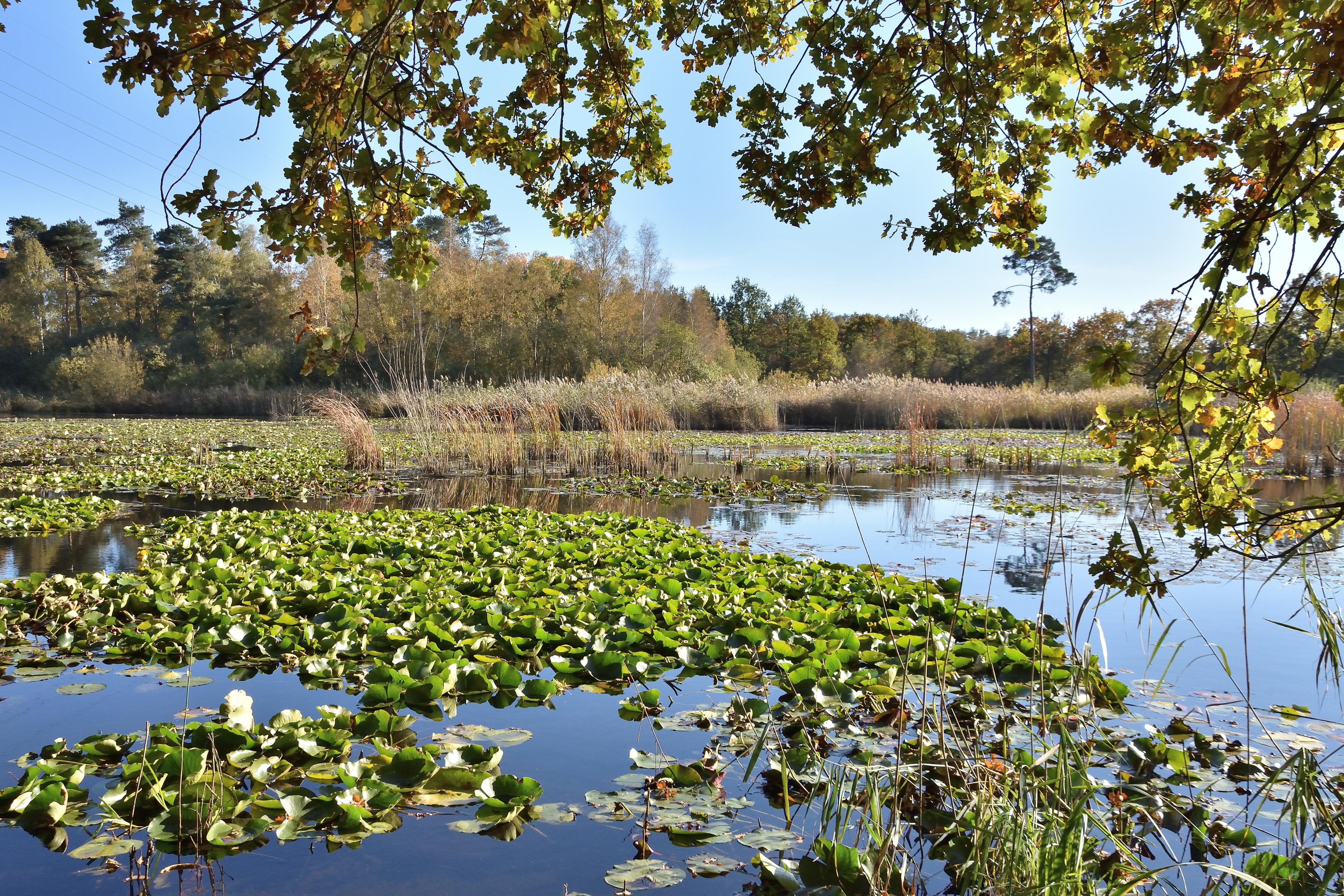 EXCLUSIEF THIEWINKEL 