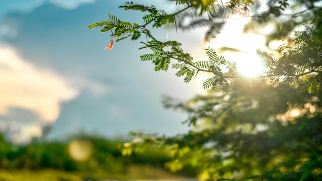 Zin in een zomerbosbad?