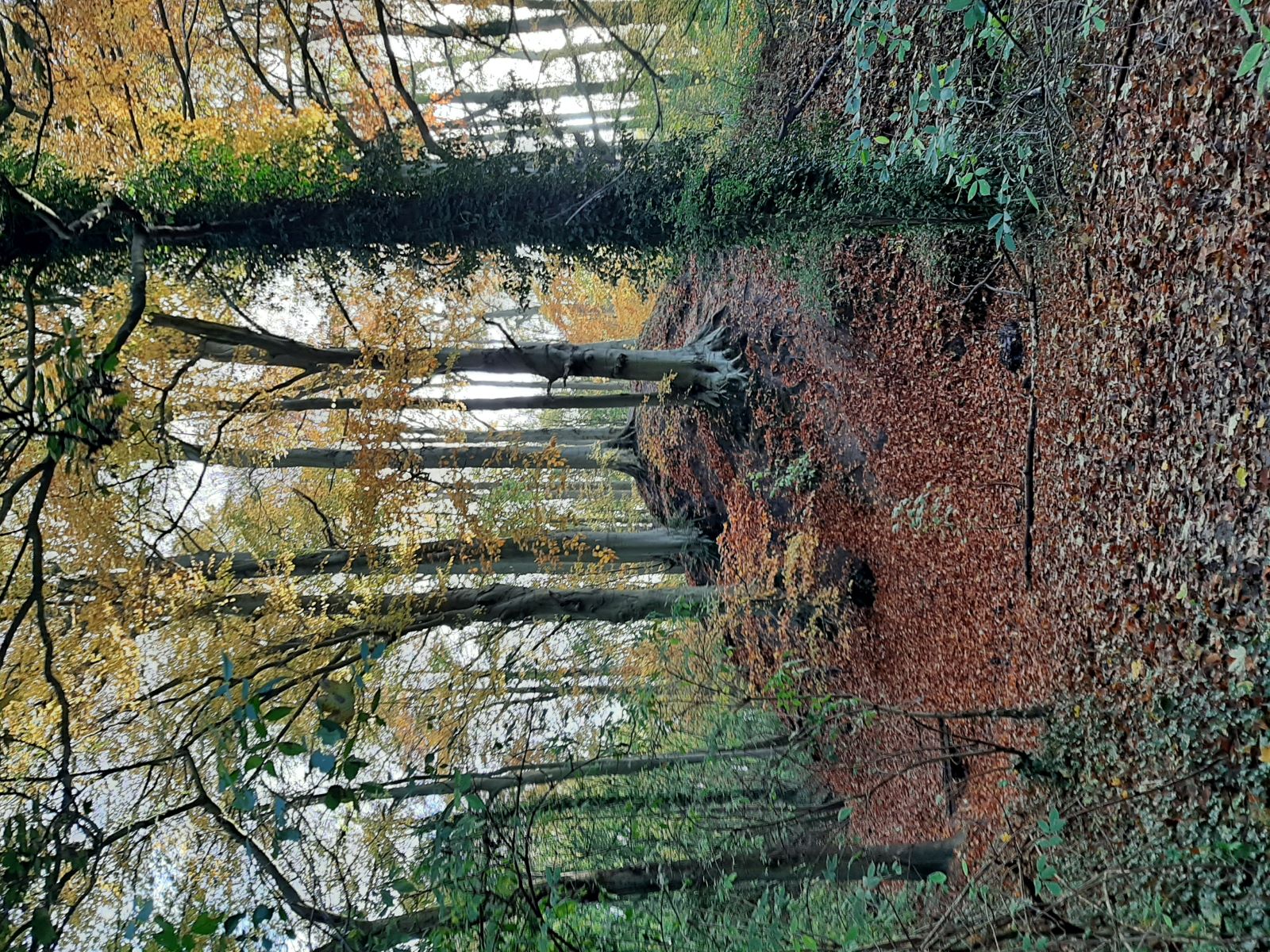 De landschappen van de Thaborberg en het Scheutbos