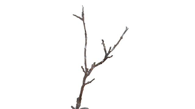 Stief DeSmet / SCULPTURA