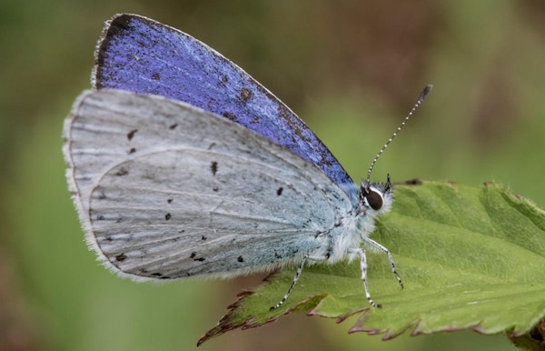 Boomblauwtje - Celastrina argiolus - © Jos Vandebergh