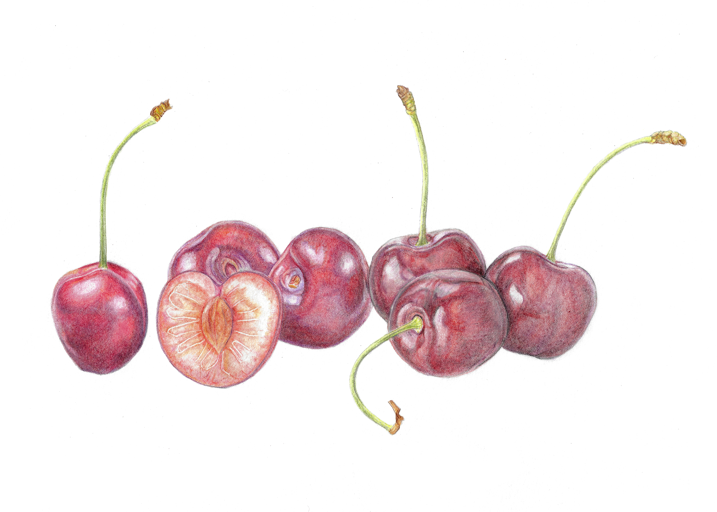 Kersen in kleurpotlood