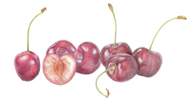 Kersen in kleurpotlood