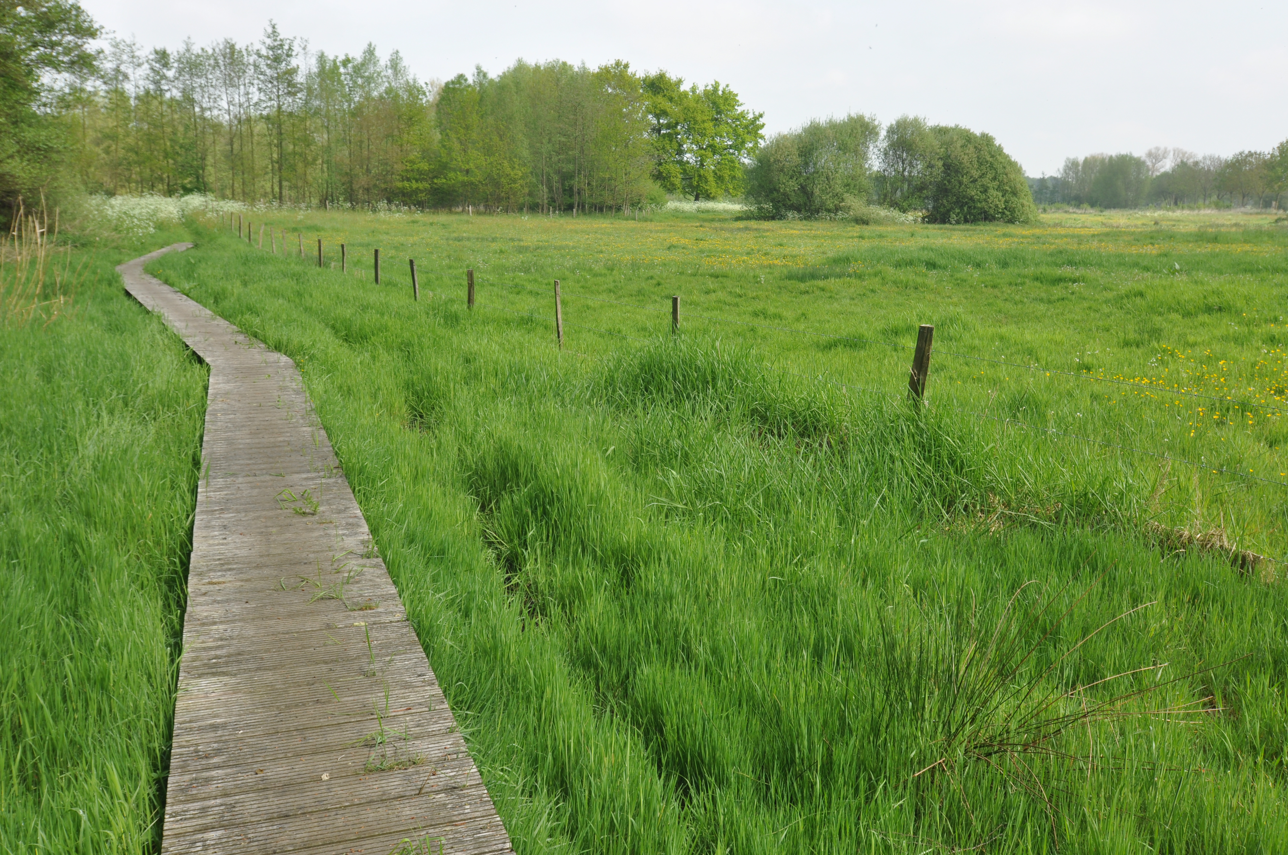 Knuppelpad De Aschputten