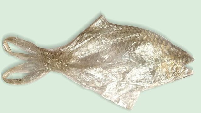 Tekening van een vis