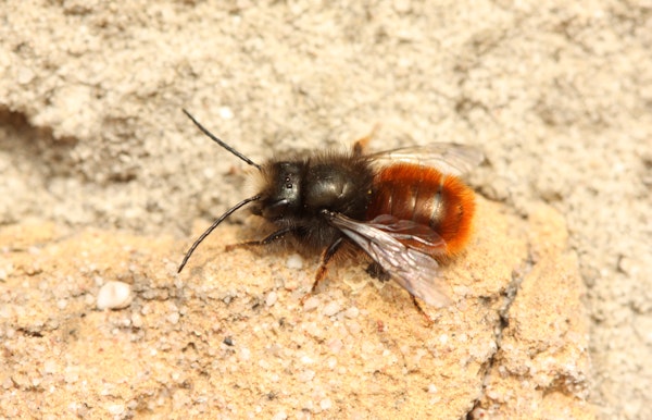Boeiende bijenwandeling