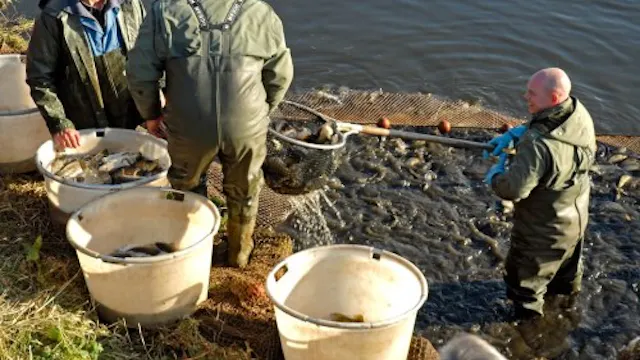 Viskwekerij Vandeput
