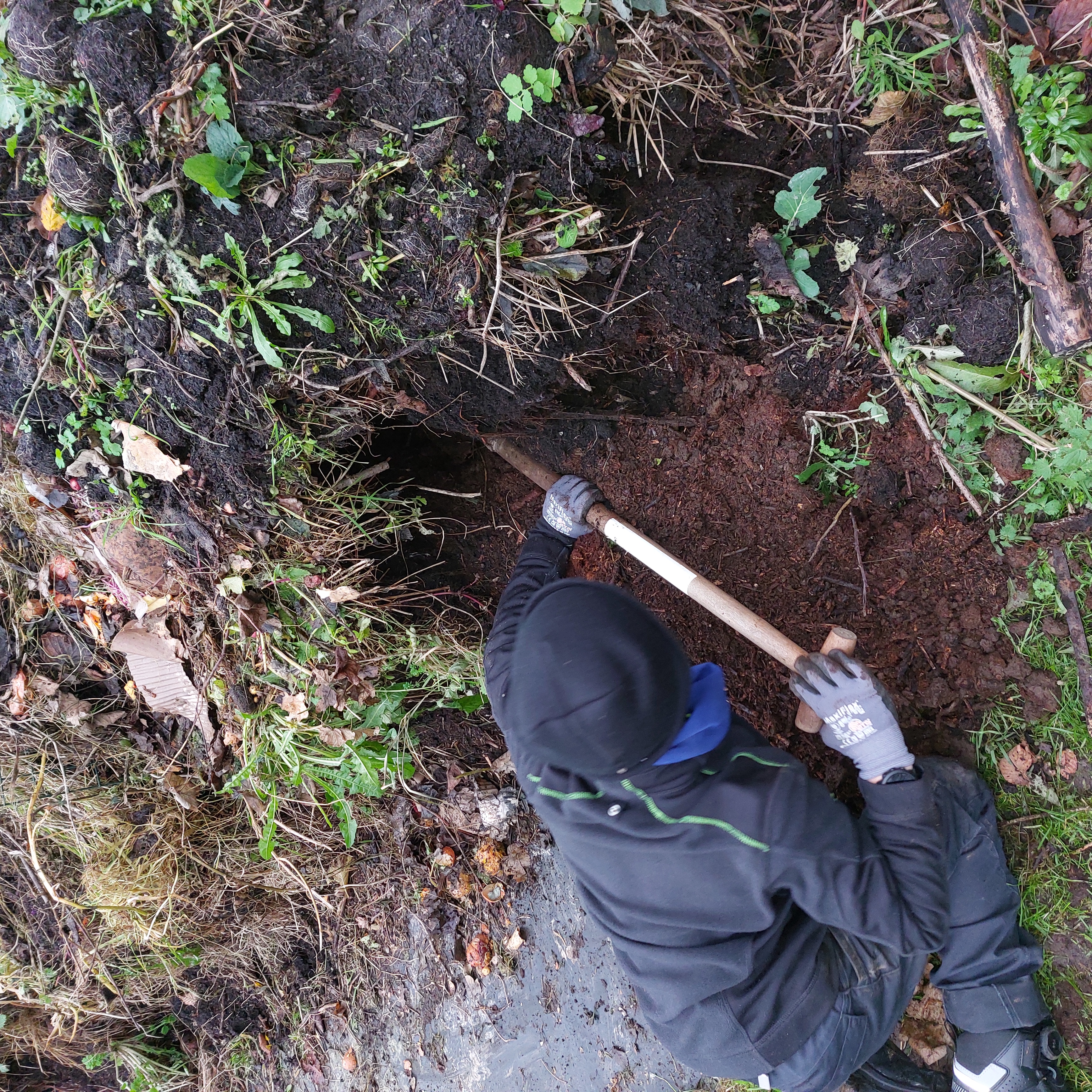 Graven in een composthoop, op zoek naar wormen.