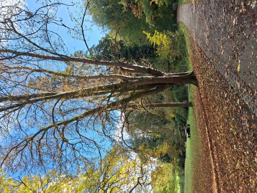 Natuurwandeling - vroegbloeiende bomen klein.jpg