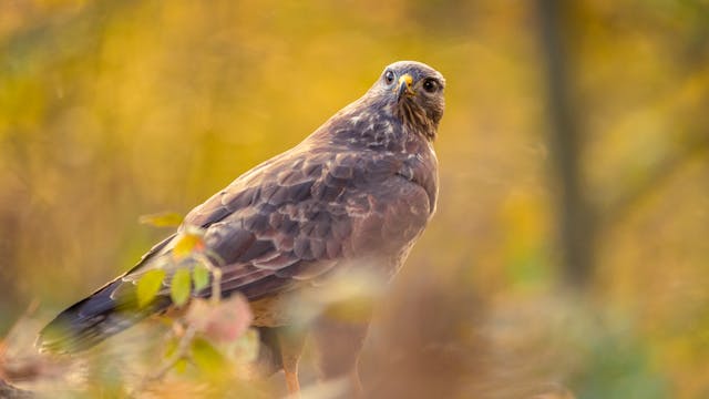 Ook vogels 'next level' fotograferen?