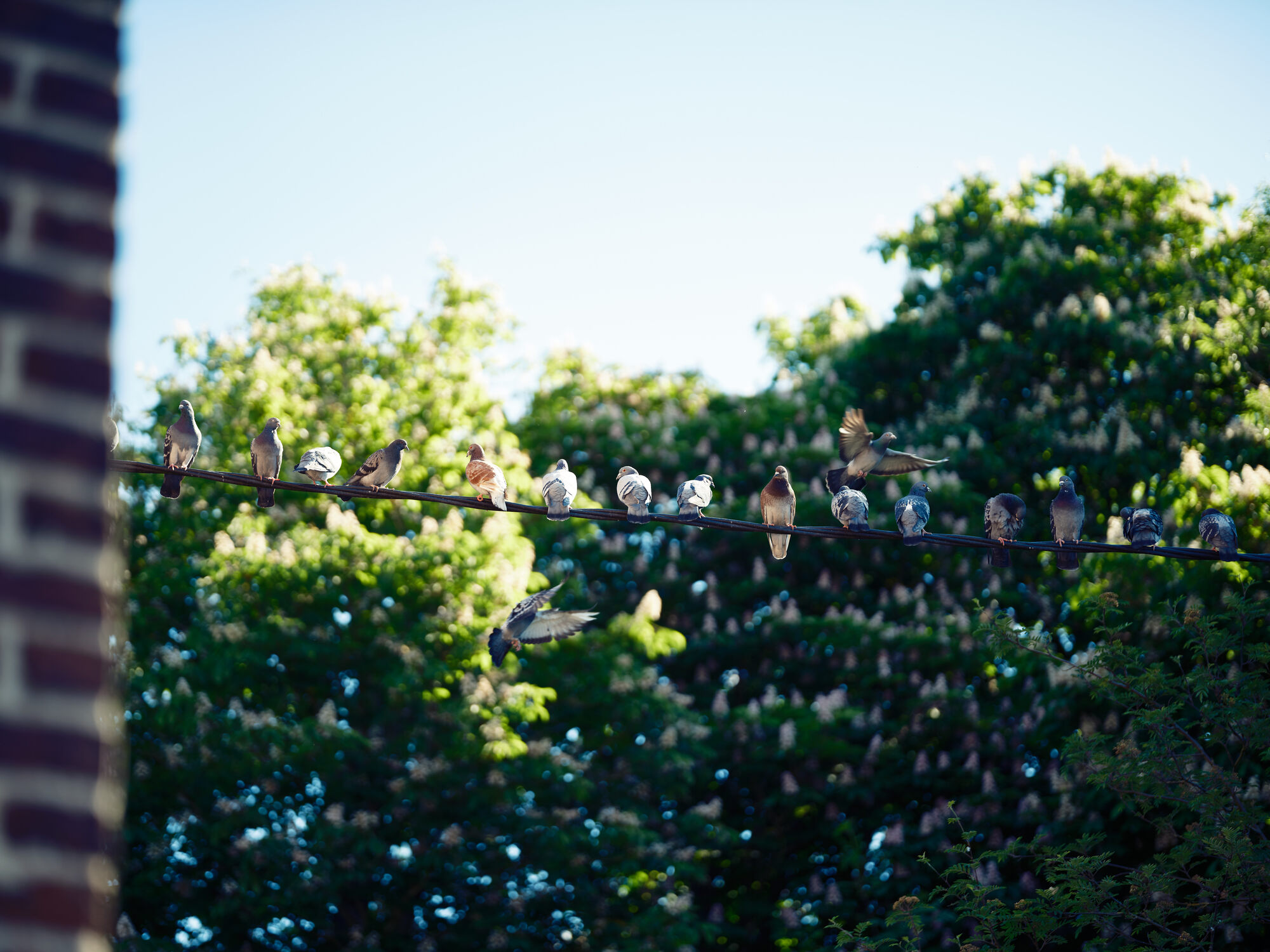 Duiven op draad