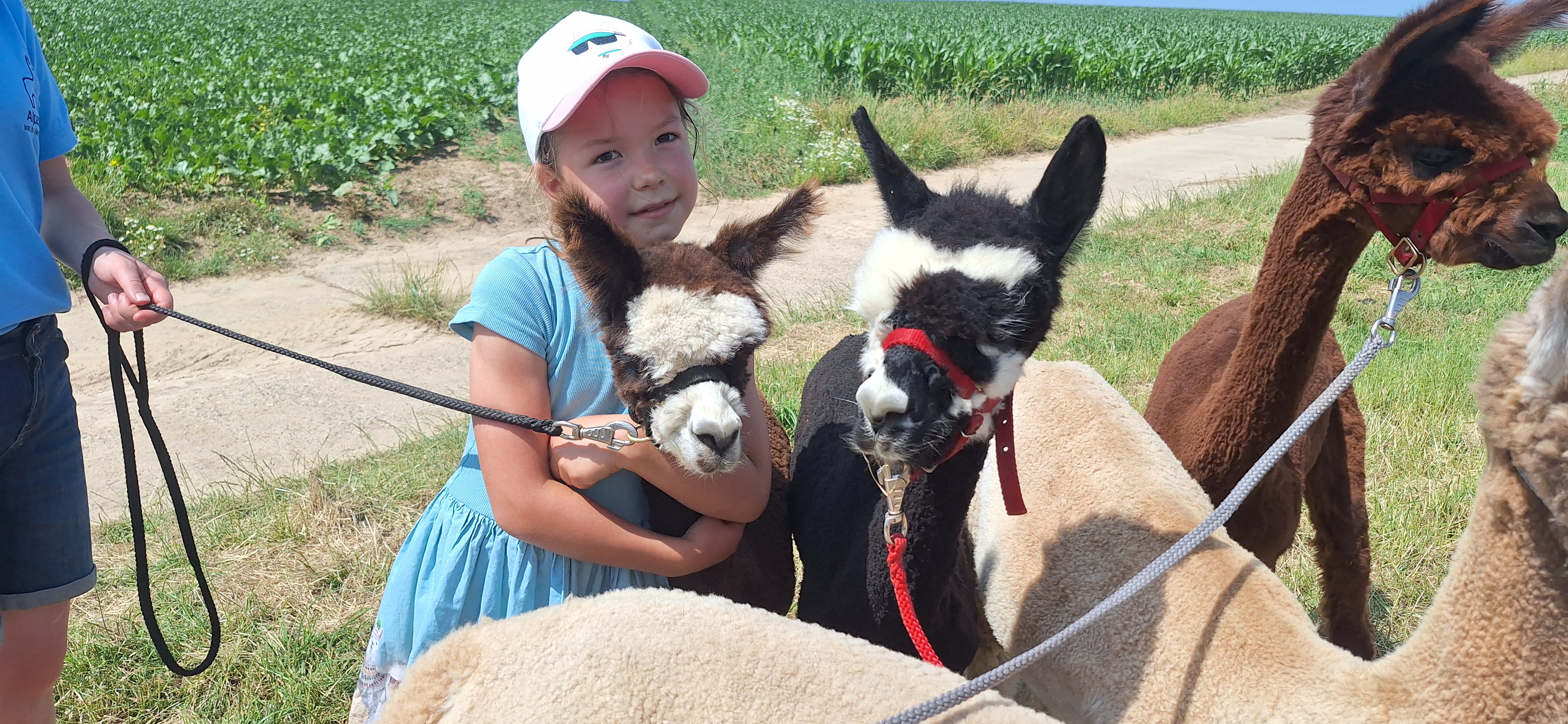 kinder verjaardagsfeestje bij de alpaca's