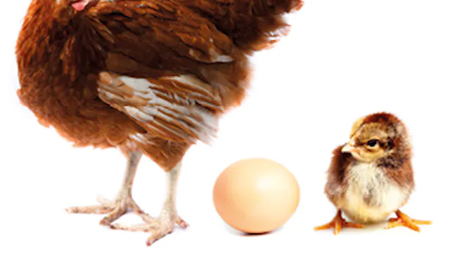 Kip en het ei
