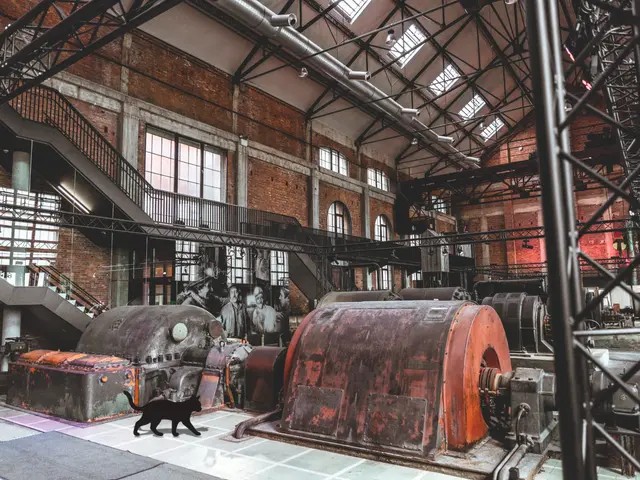 Kat in ZLDR Luchtfabriek