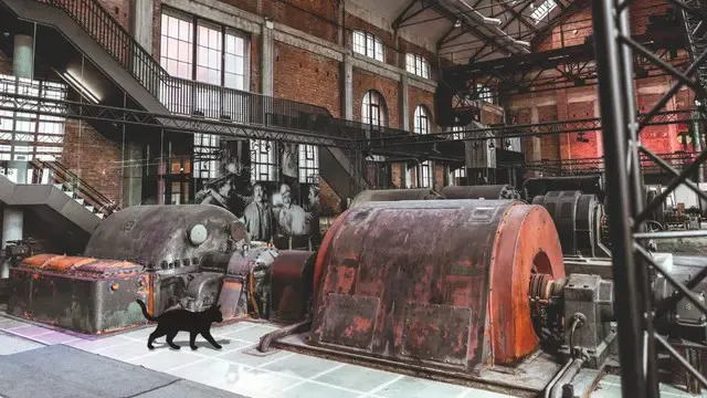 Kat in ZLDR Luchtfabriek